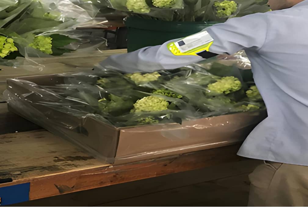 Bolsa Micoperforada Agrícola | Conservación y Frescura