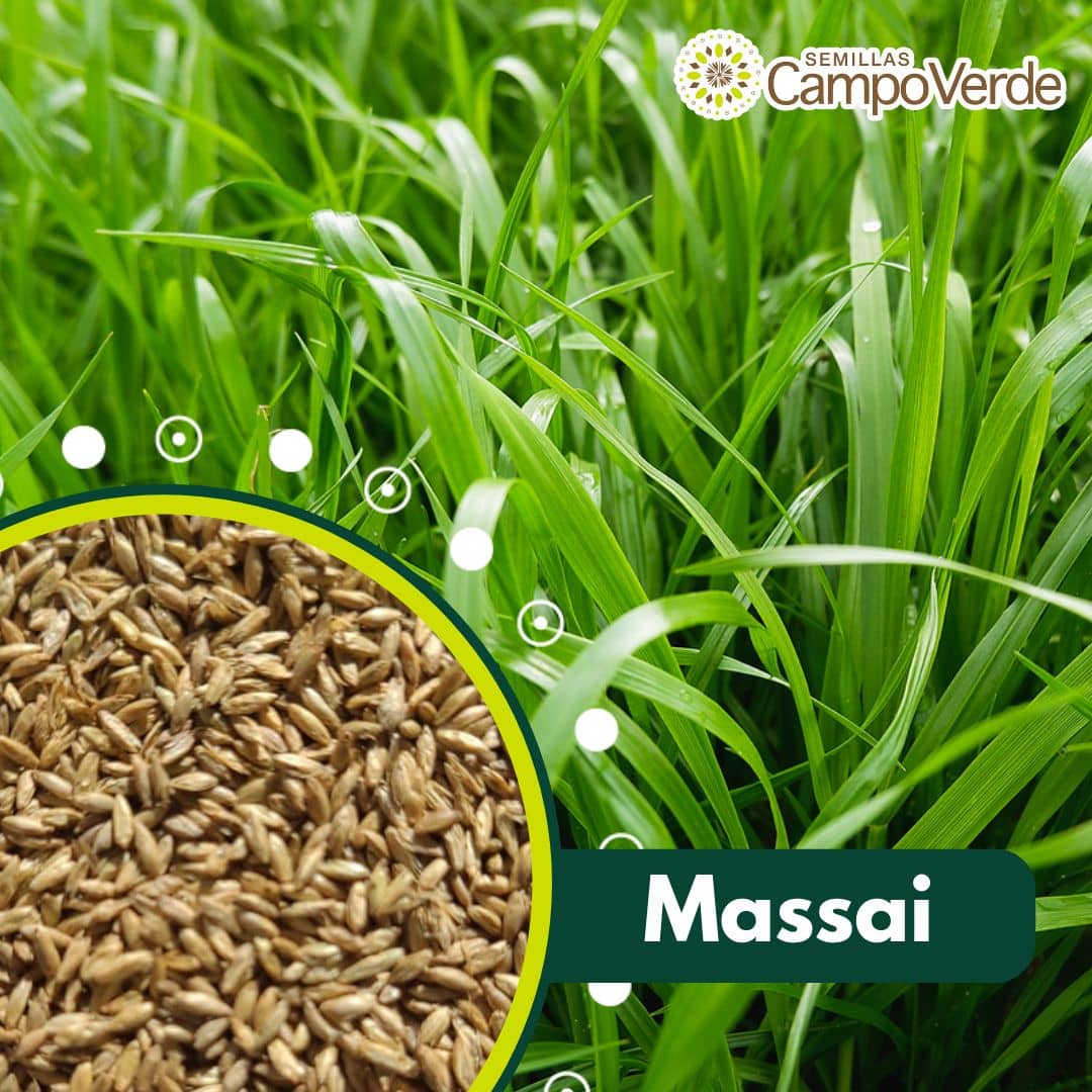 Semilla de pasto Panicum Massai – Pureza 95% – VC 77% – Importada de Brasil