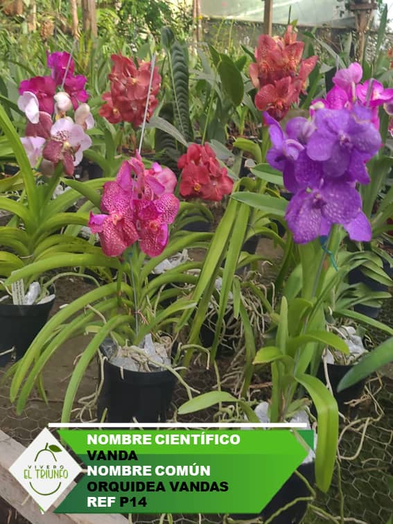 Plántula de Orquídea Vanda