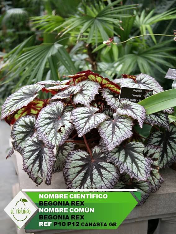Plántula de Begonia Rex