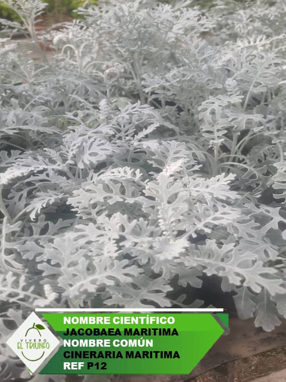 Plántula de Cineraria Marítima