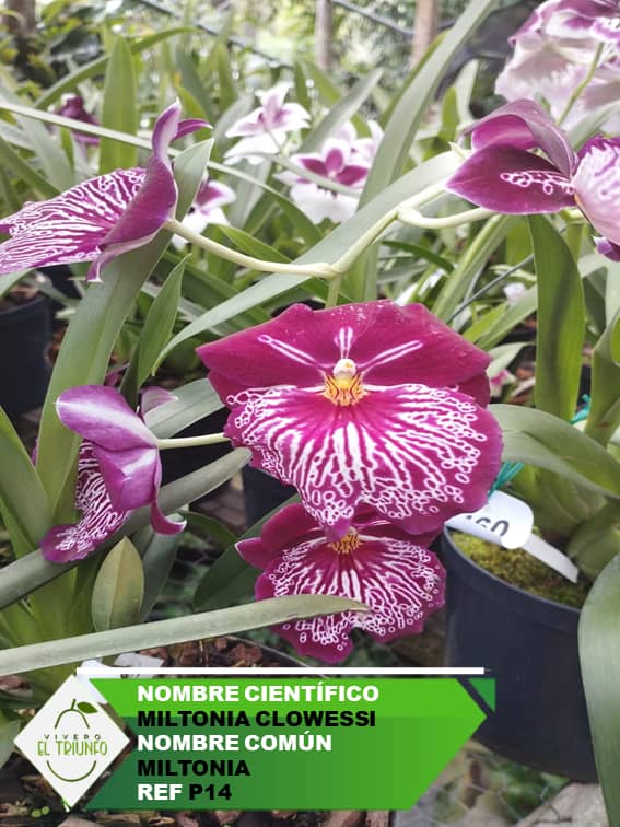 Plántula de Miltonias