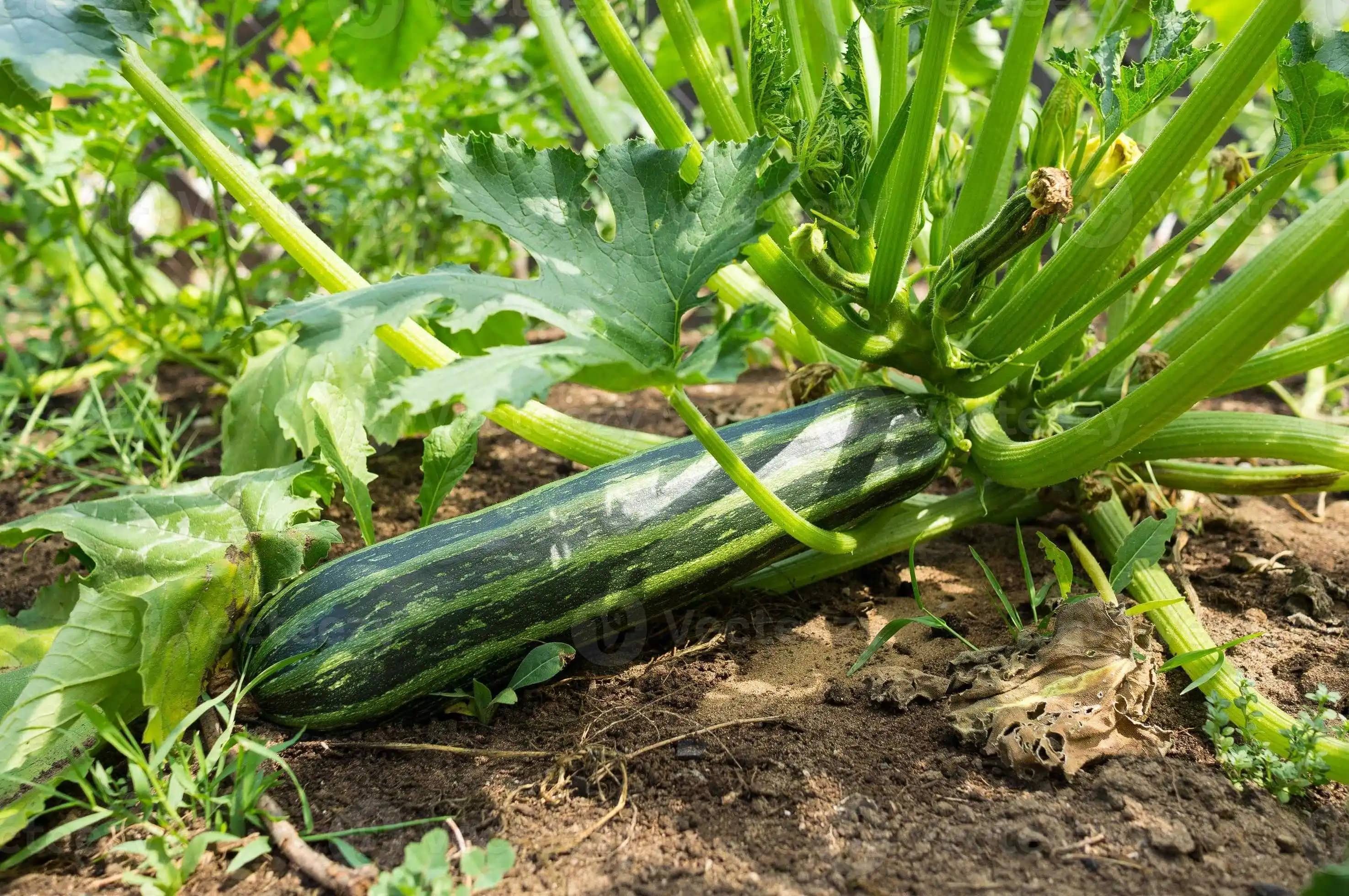 Semilla De Calabacín Cocozelle x 454 Gr