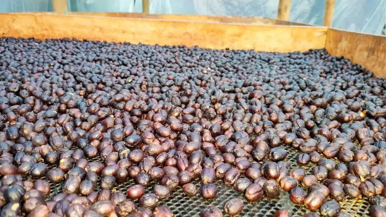 Café natural proceso de fermentación y secado en cereza