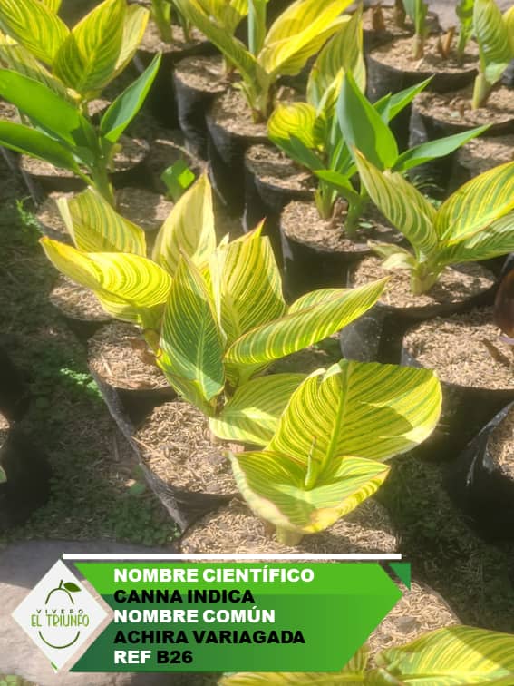 Plántula de Achira Variagada