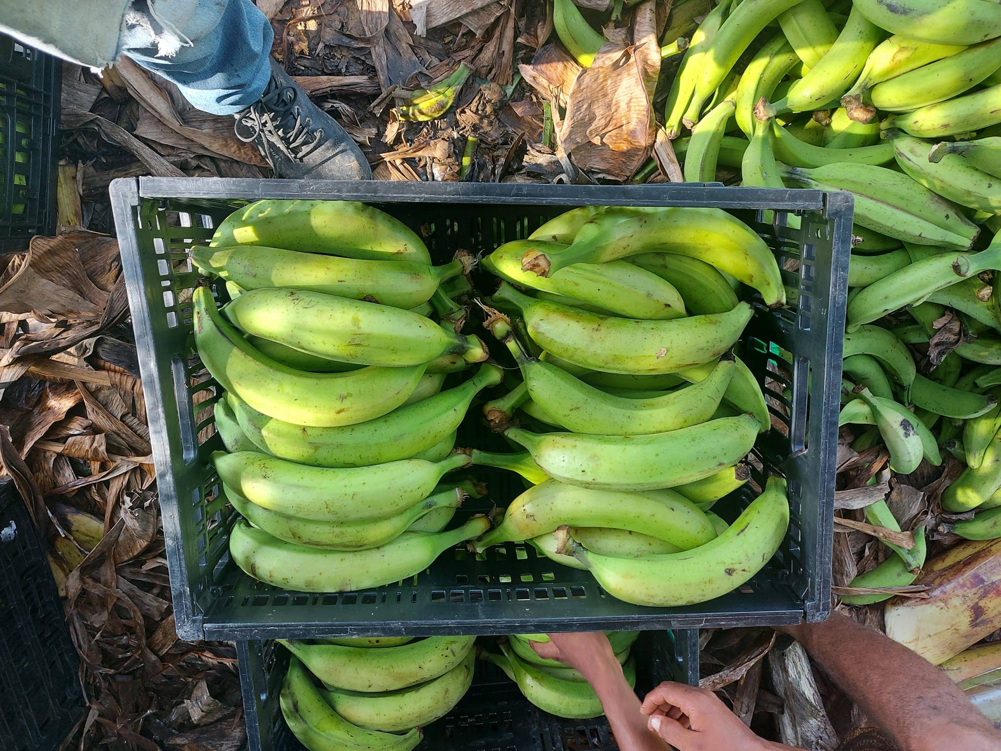Imágenes De La Venta De Los Verduleros, Plátanos, Plátanos