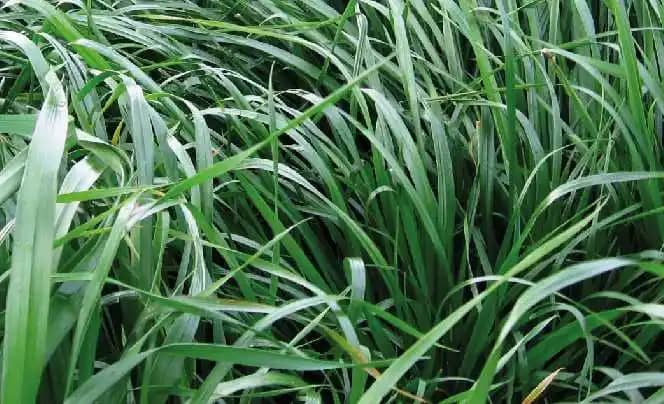 Semilla De Rye Grass Anual Híbrido