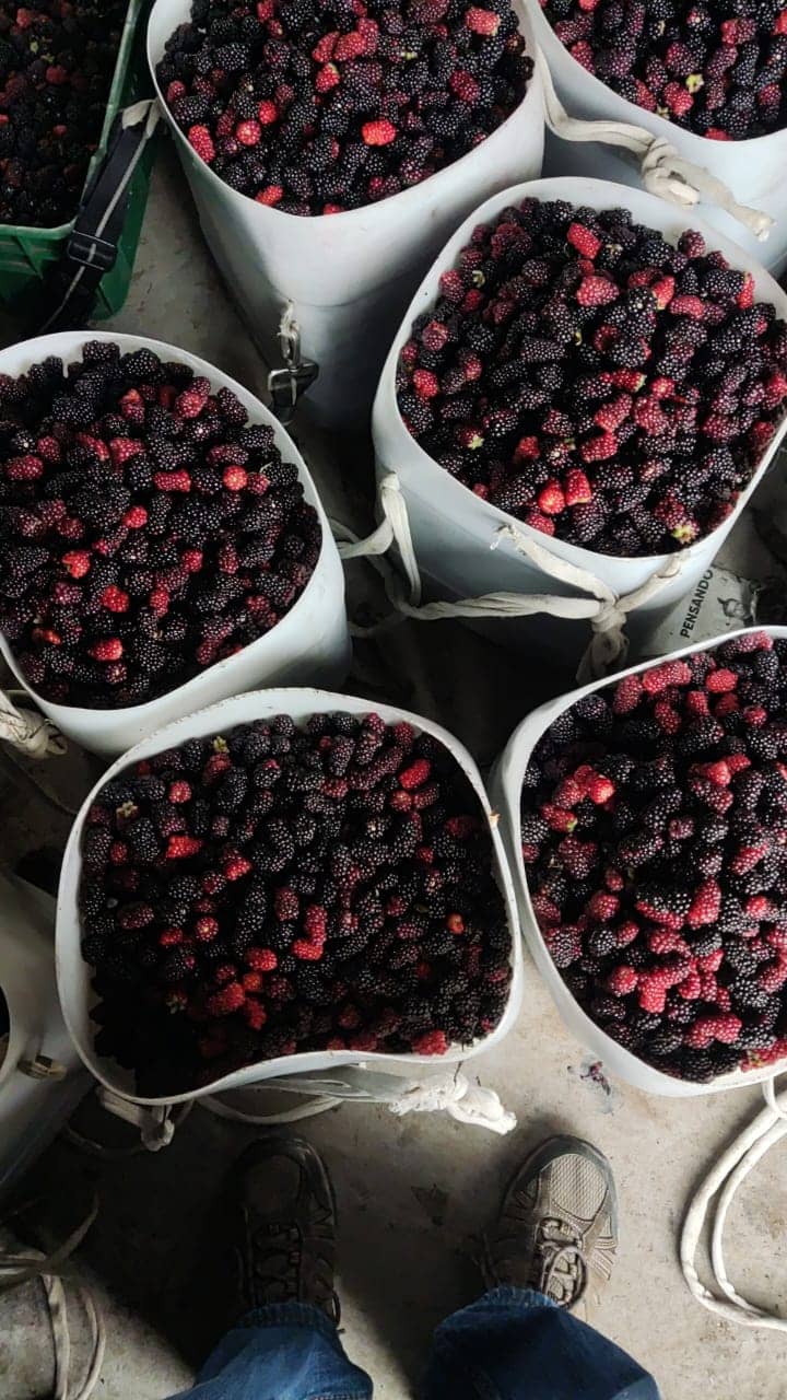 MORA UVA Colombiana de Alta Calidad
