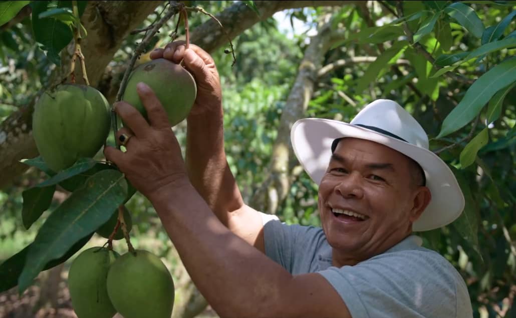 Mangos en el Árbol.png