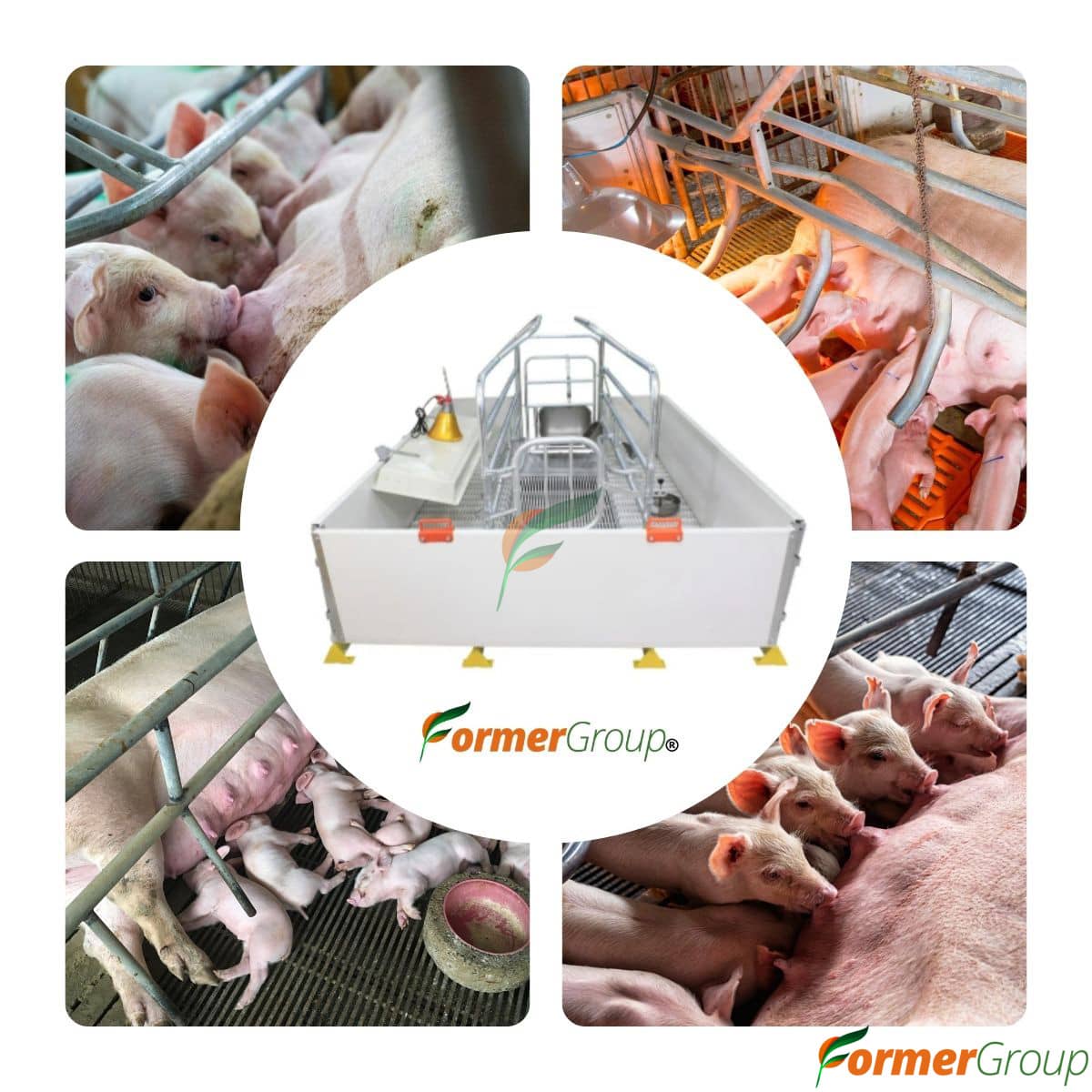 Jaula Paridera Cerda PVC | Barras Anti Aplastamiento