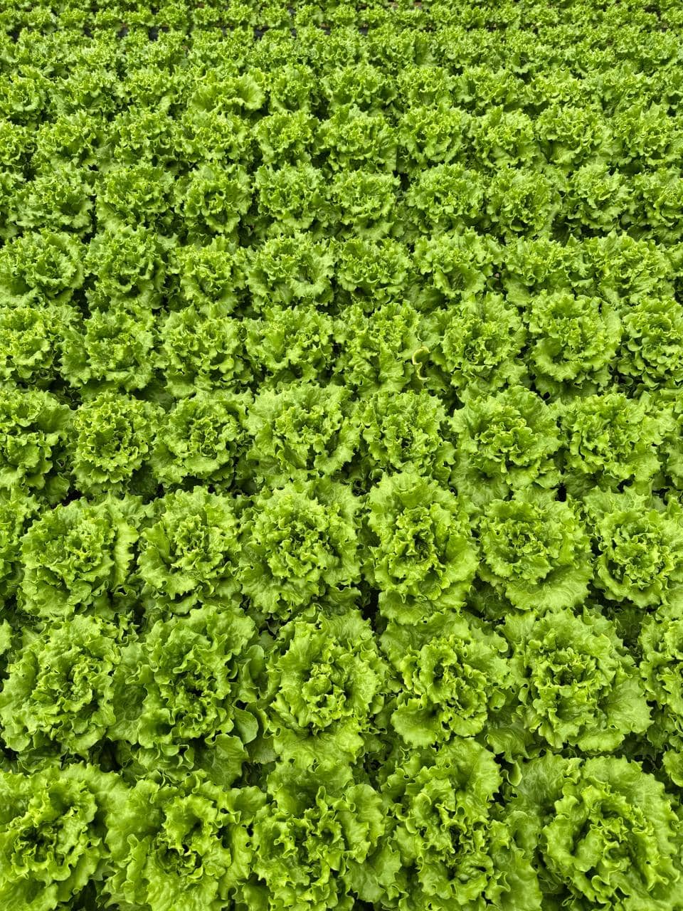 Lechuga Hidropónica Orgánica 100% Limpia | Fresca, Viva y Sin Químicos