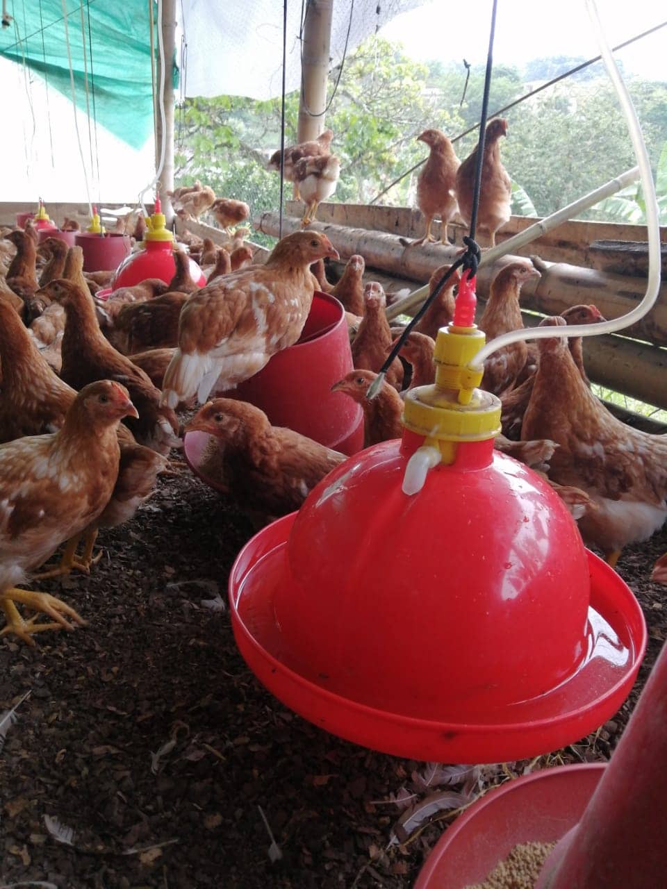bb colgante pollos 3.jpg