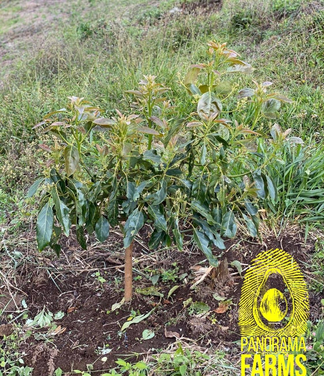 WhatsApp Image 2026-03-26 at 18.30.26.jpeg