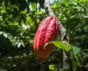 Venta de cacao natural en canastilla x 30 kg
