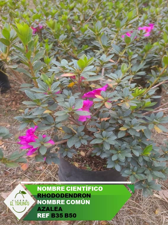 Plántula de Azalea