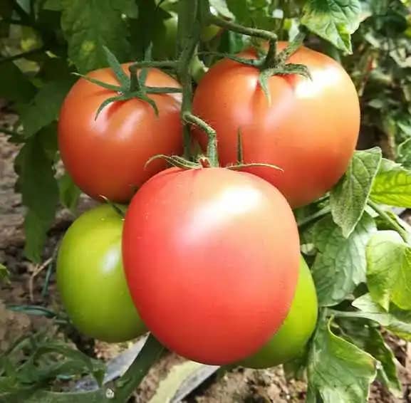 Semilla de tomate hibrido búfalo F1