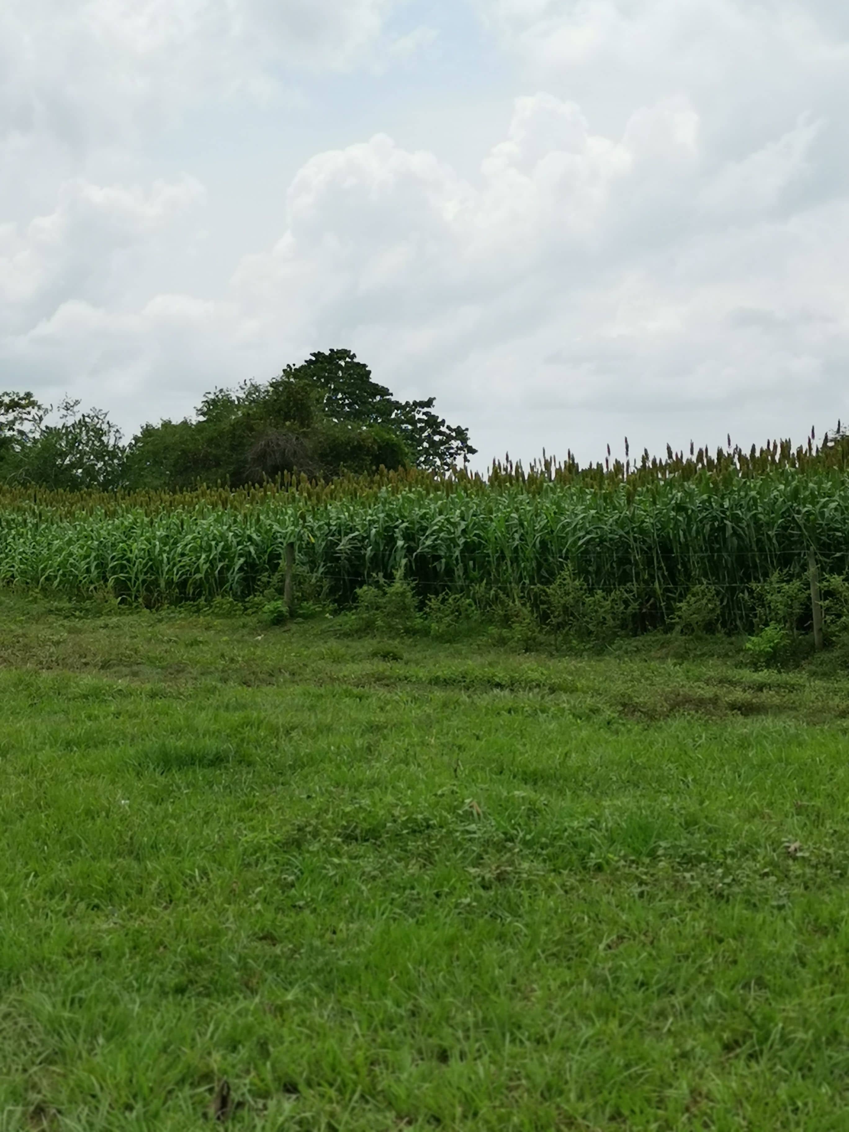 Híbrido Sorgo 151 DP