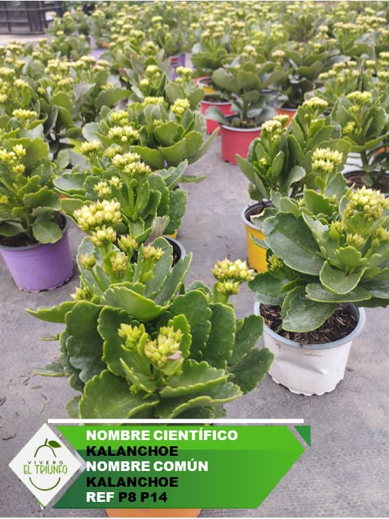 Plántula de Kalanchoe