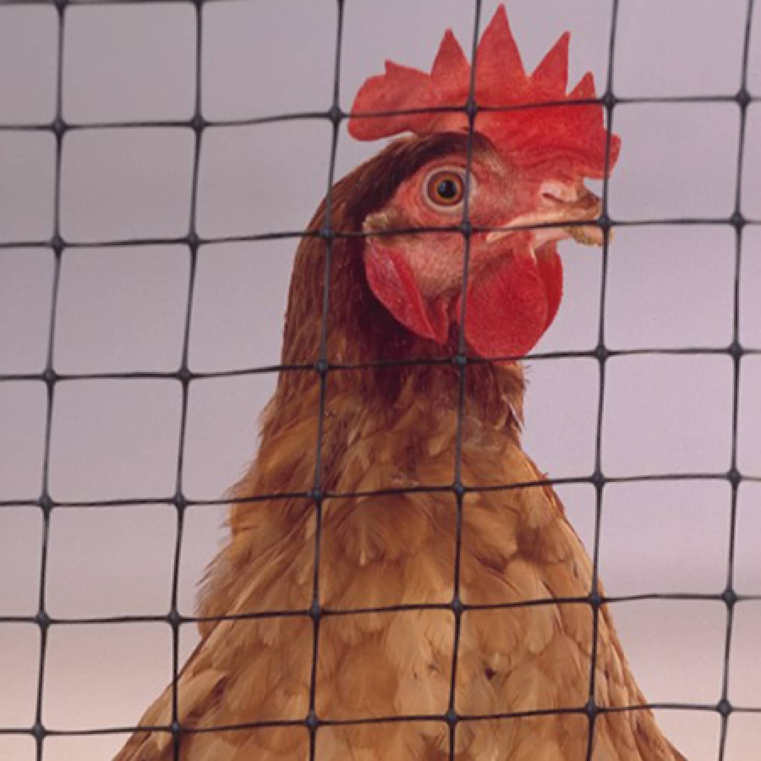 Malla Gallinero negra -  Impide la salida de los animales