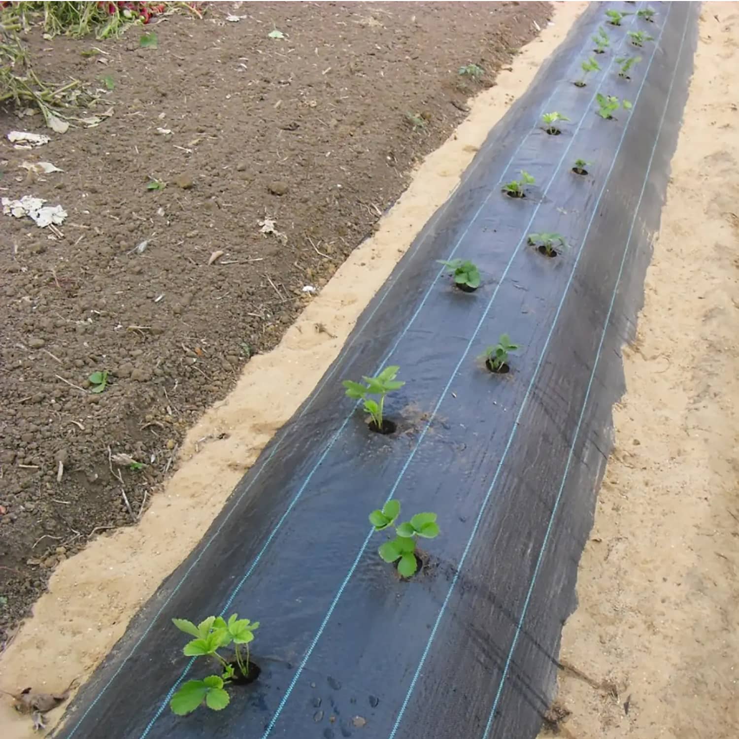 Tela Cubre suelo | Control de Maleza y Estabilización