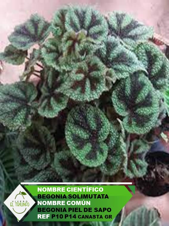 Plántula de Begonia Piel de Sapo