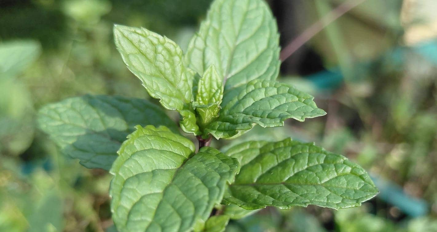 WhatsApp Image 2026-03-20 at 16.00.05 (5).jpeg