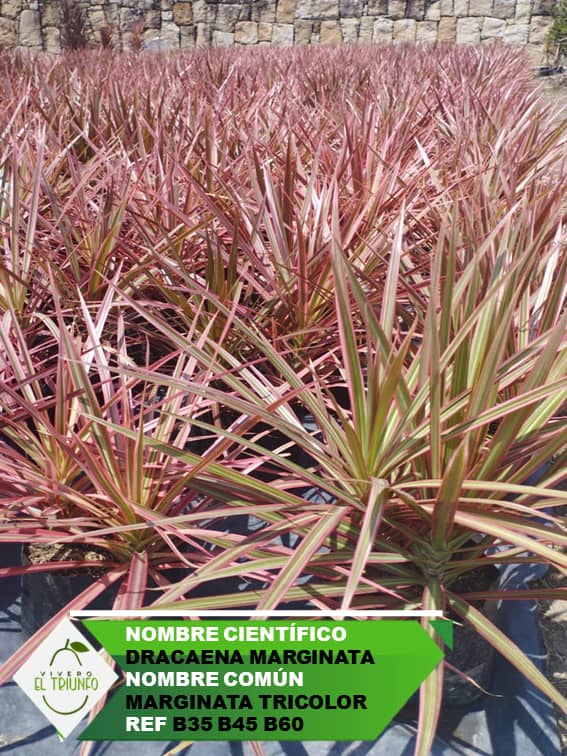 Plántula de Marginata Tricolor