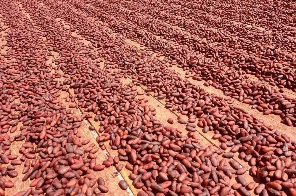 Granos de cacao en seco