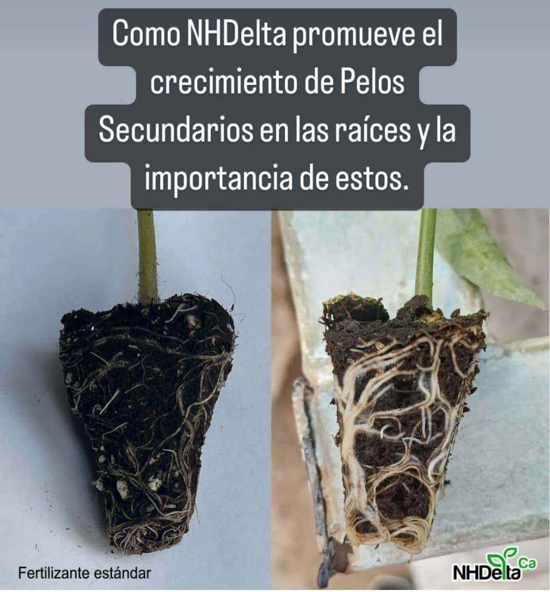 Fertilizante - NHDeltaCa x 20 Lt