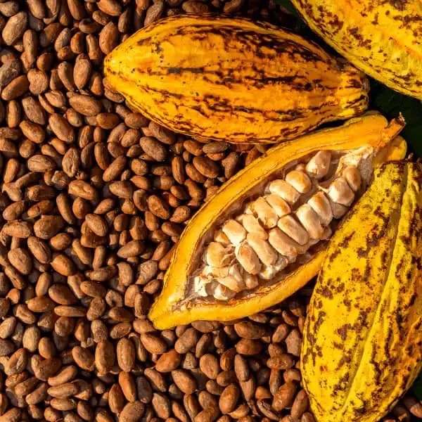 Cacao