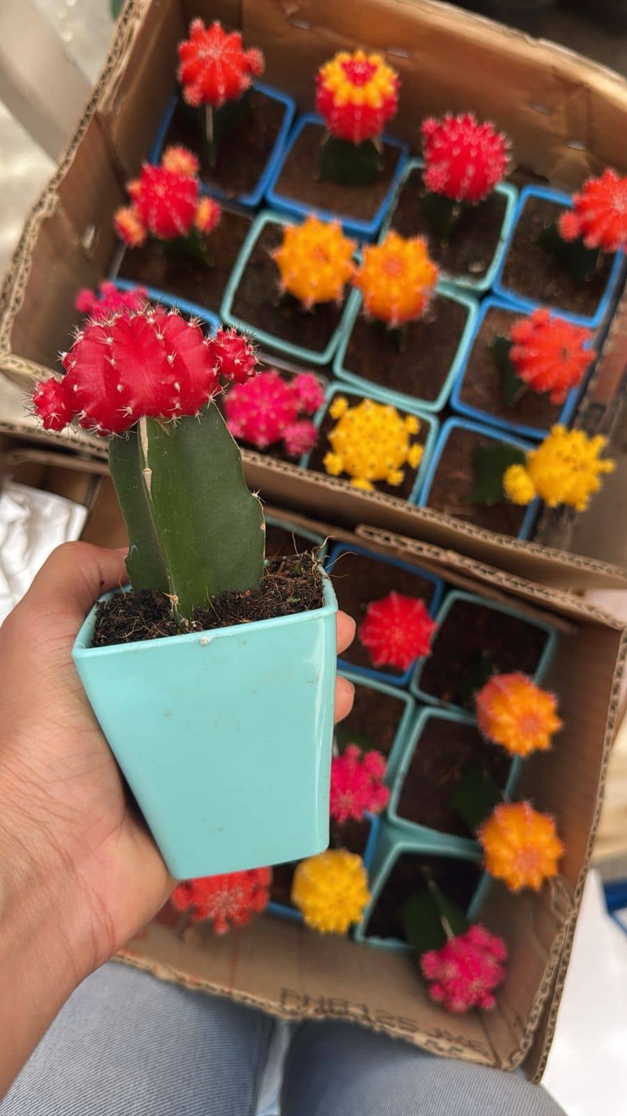 Cactus Coreano en Colombia | Planta Exótica Fácil