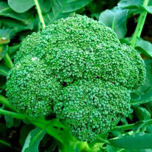 Semilla De Brócoli Calabrese x 454 Gr