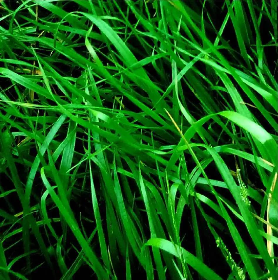 Semilla De Rye Grass Anual Baqueano 25 Kg - Impulsemillas