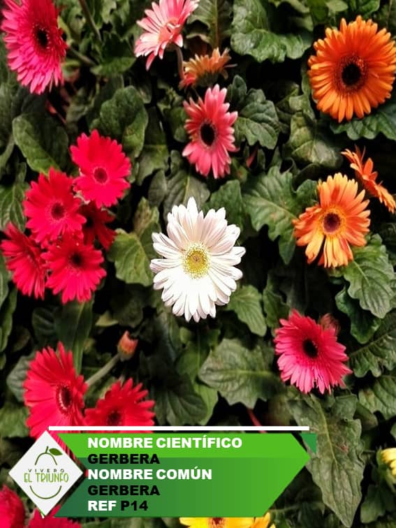 Plántula de Gerbera