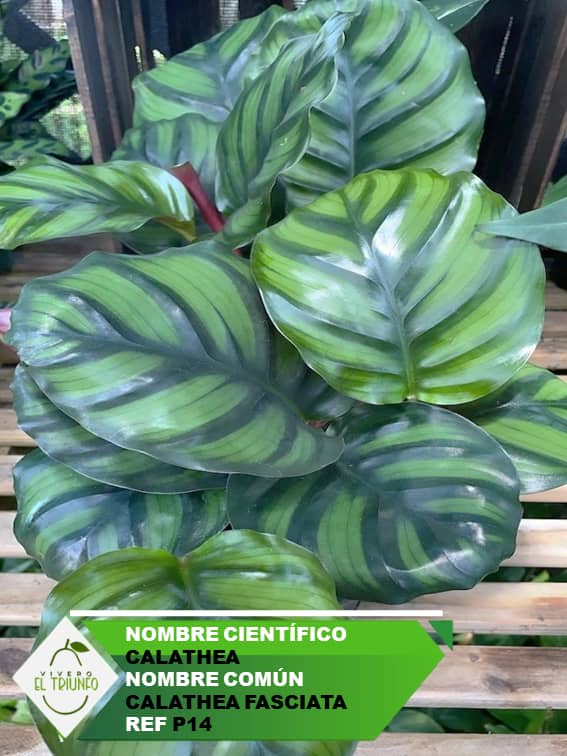 Plántula de Calathea Fasciata
