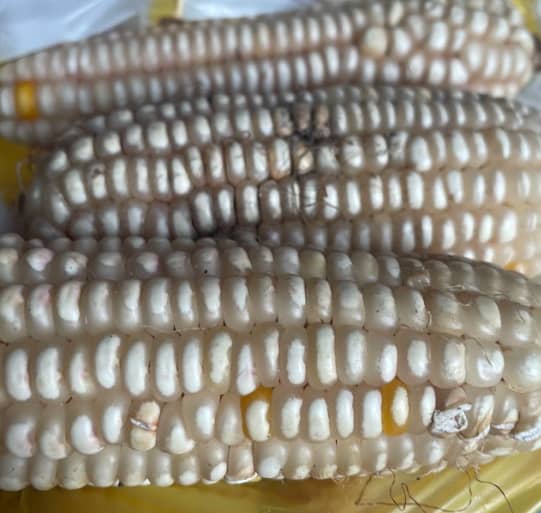 Captura de pantalla 2024-12-20 110543.png