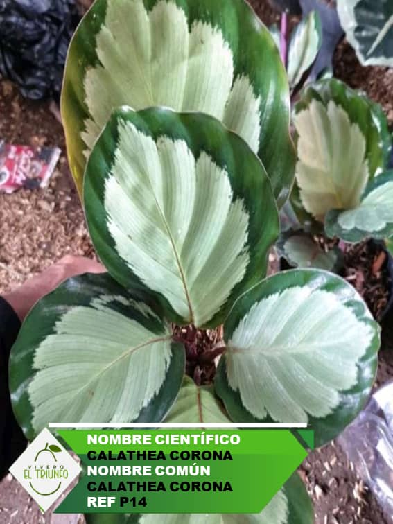 Plántula de Calathea Corona