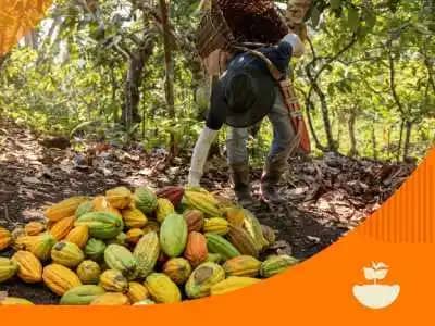 Curso virtual sobre cosecha y poscosecha del cacao