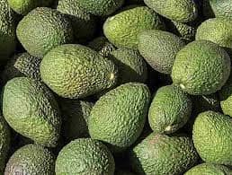 Aguacate Hass