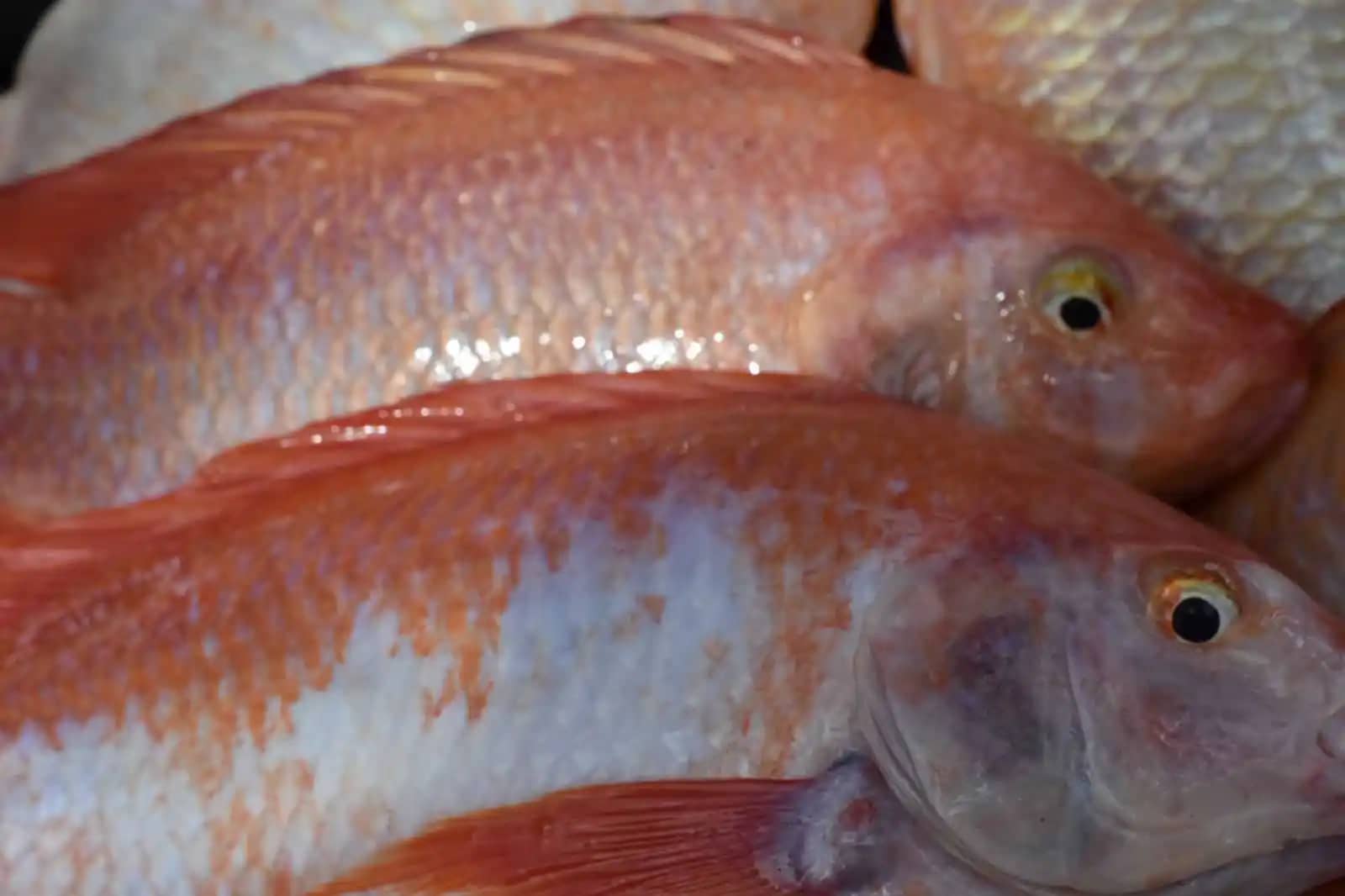 Venta de tilapia roja de alta calidad de Dakota Fish