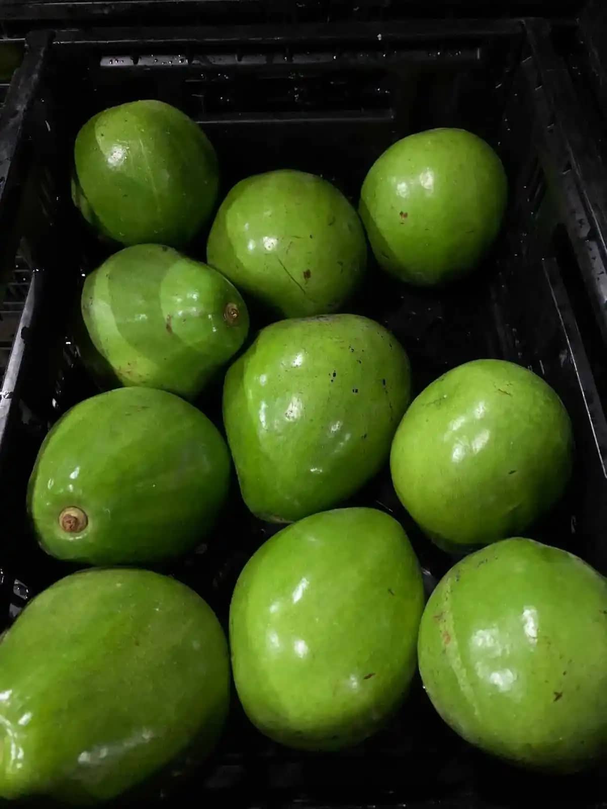Aguacate Fertilia.jpeg