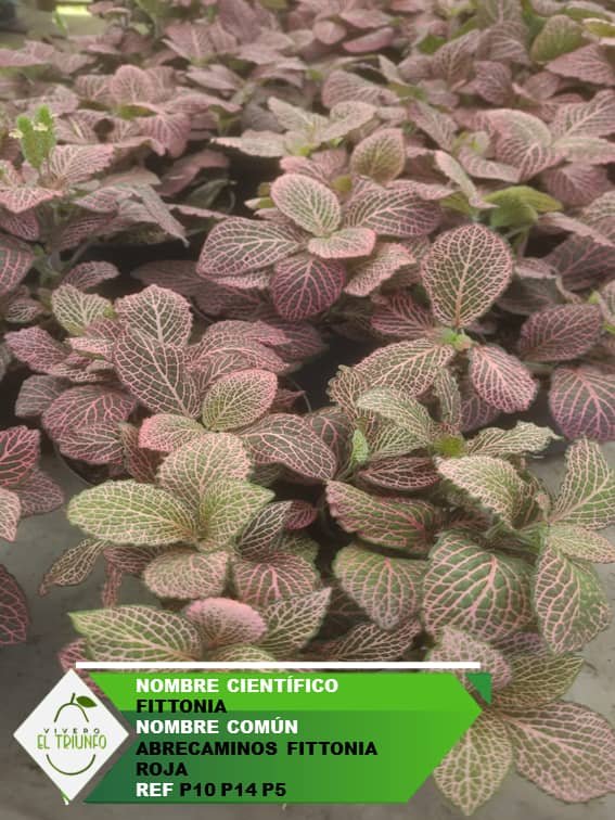 Plántula de Abrecamino o Fittonia Roja