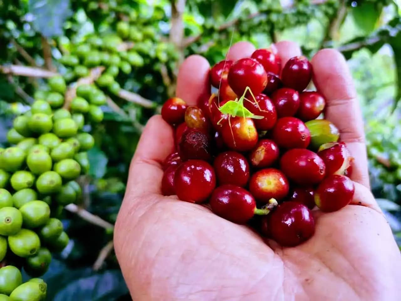 Cereza del café.avif