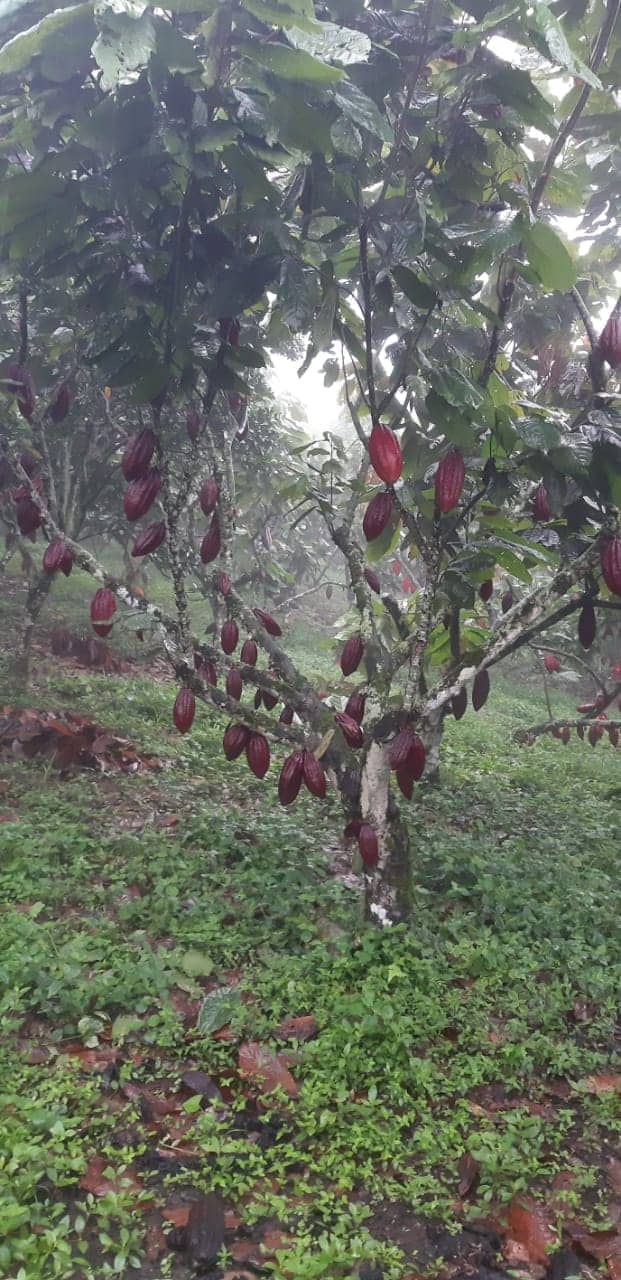 Árbol de Cacao