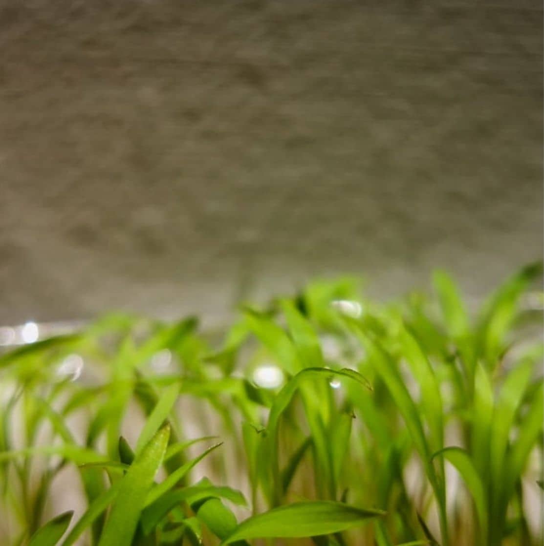 Semilla de pasto Panicum Mombaza – Pureza 90,2% – VC 76% – Importada de Brasil
