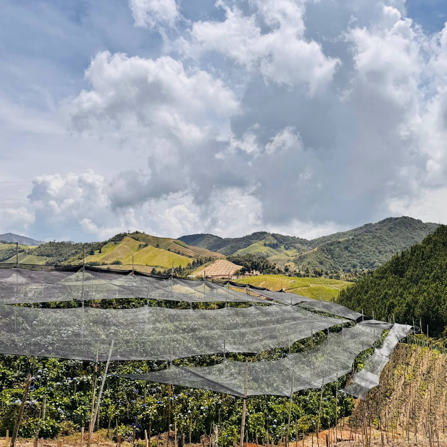 Polisombra para Cultivos y Jardines | Protección UV Efectiva