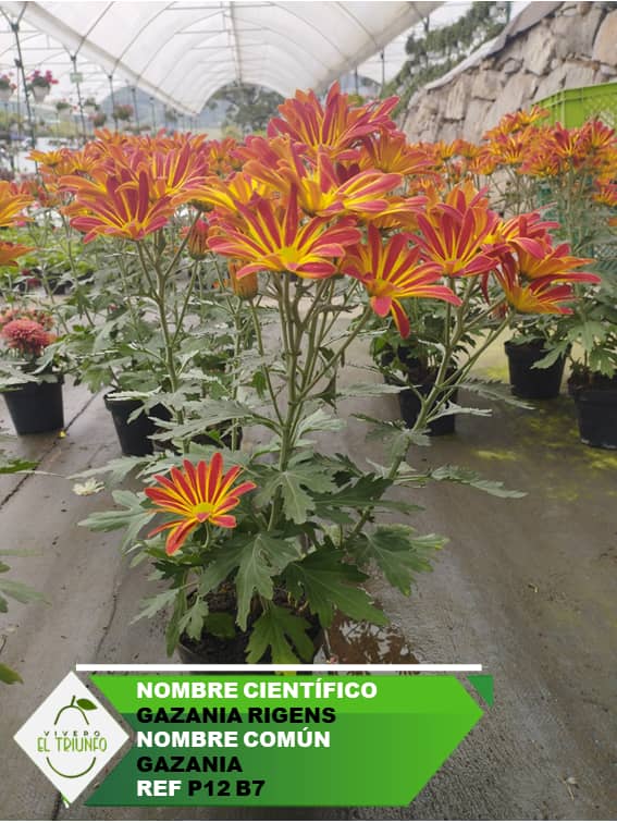Plántula de Gazania