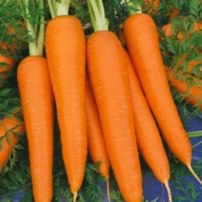 Semilla de Zanahoria chantenay royal x 3 gr