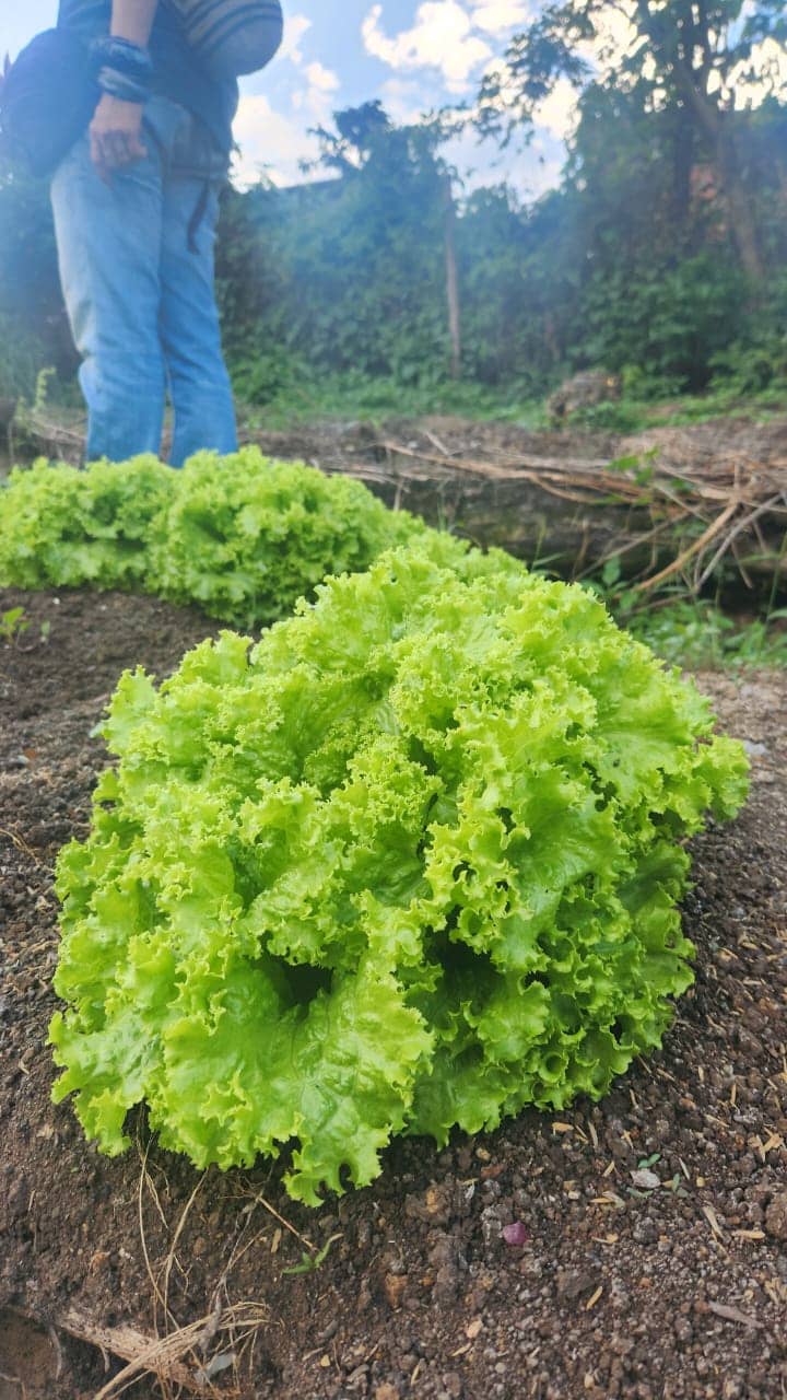 Lechuga Fresca 1 kg | ASOUPAIK