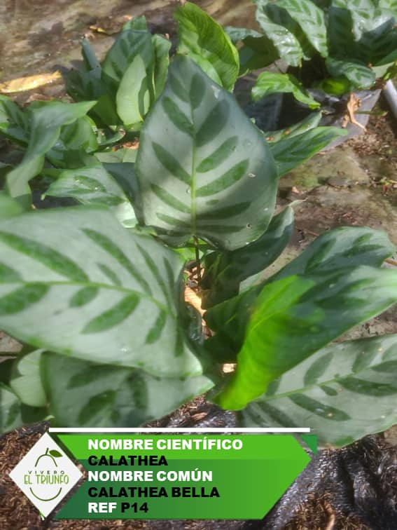 Plántula de Calathea Bella